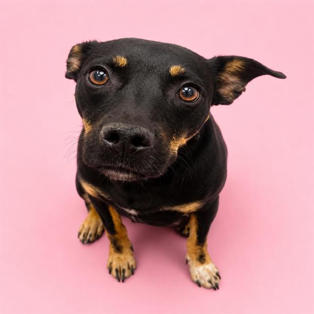 Sasha, a German Pinscher (mix breed), available for adoption