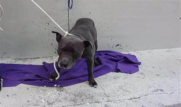 Blue, a Staffordshire Bull Terrier (mix breed), available for adoption