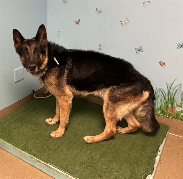 Oso, a German Shepherd, available for adoption