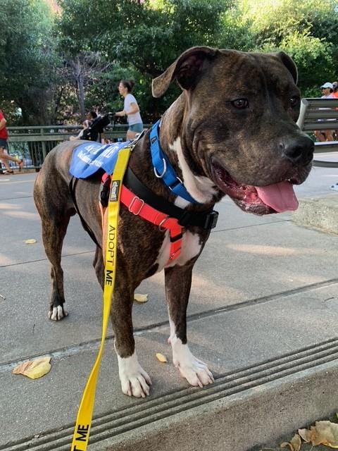 Gator, a Mastiff (mix breed), available for adoption
