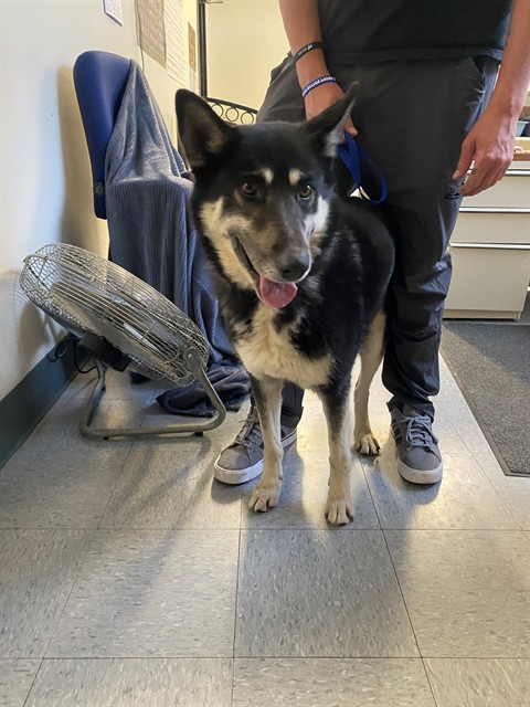 Brody, a German Shepherd (mix breed), available for adoption