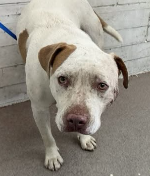 Luke Skywalker, a Pit Bull Terrier, available for adoption