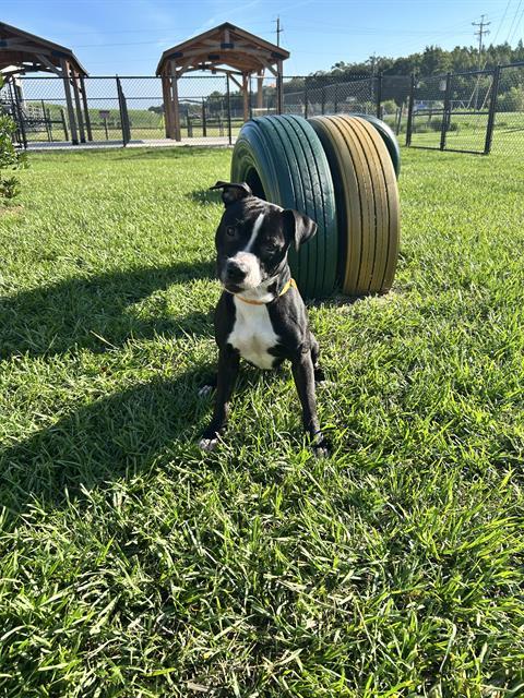 Jackson, a Mountain Cur (mix breed), available for adoption