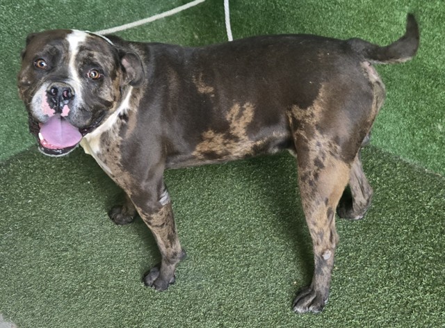 Terance, a Pit Bull Terrier, available for adoption