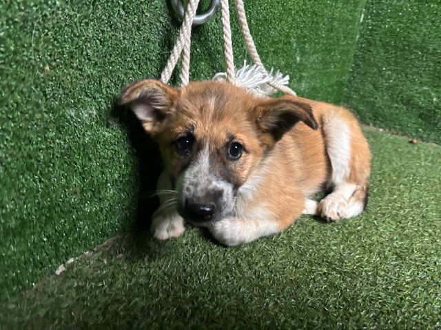 A5798818, a German Shepherd, available for adoption