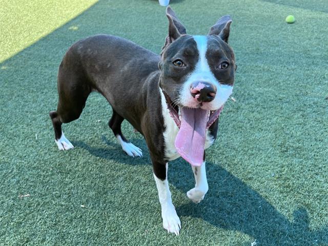 Milly, a Pit Bull Terrier (mix breed), available for adoption