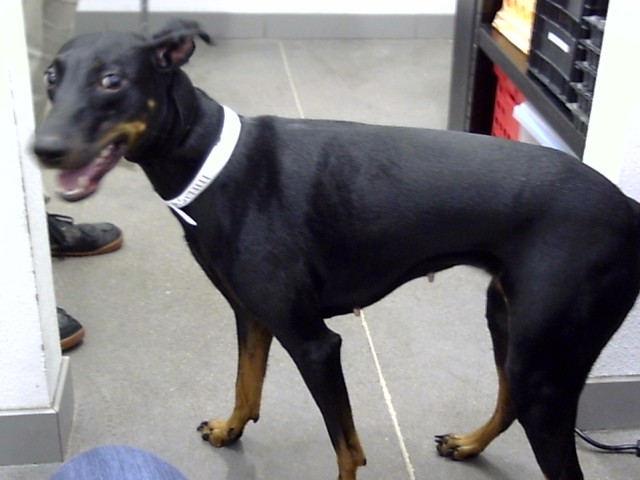 Chika Matic, a Doberman Pinscher, available for adoption