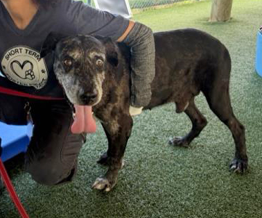 Brutus, a American Staffordshire Terrier, available for adoption