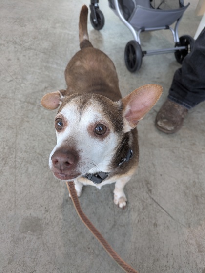 Fofo, a Chihuahua, available for adoption