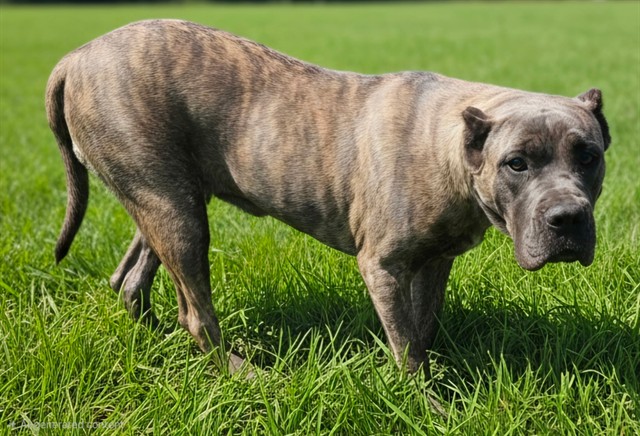 Mogli, a Cane Corso Mastiff, available for adoption