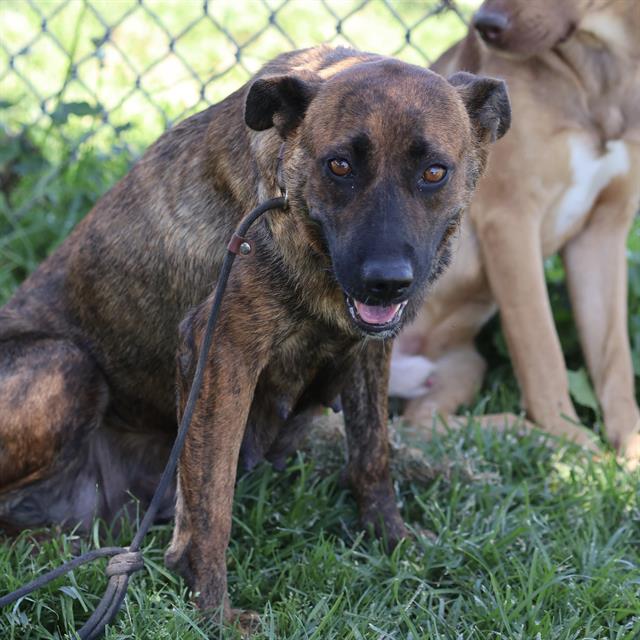 Dutchess, a Dutch Shepherd, available for adoption