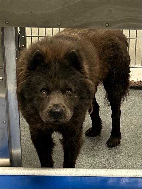 Stephen, a Chow Chow, available for adoption