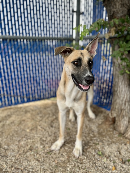 Fergie, a German Shepherd, available for adoption