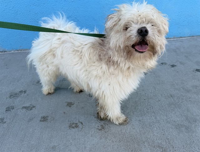 Melon, a Maltese, available for adoption