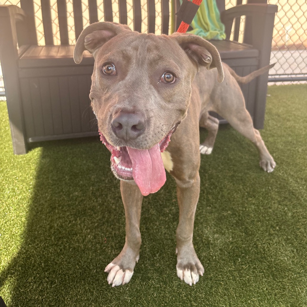 Scooby, a Pit Bull Terrier (mix breed), available for adoption