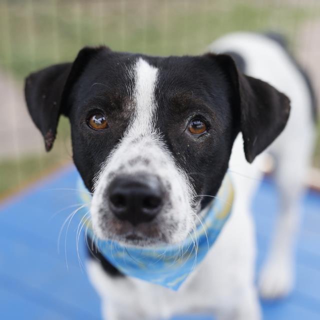 Jebediah Wragler, a Pointer (mix breed), available for adoption