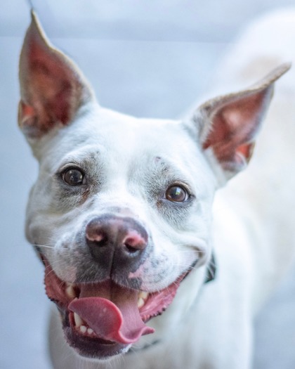 Jantavia, a Pit Bull Terrier (mix breed), available for adoption