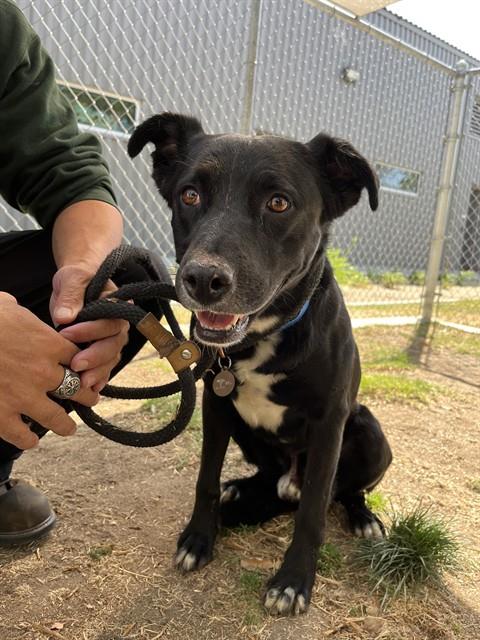 Falcon, a Labrador Retriever (mix breed), available for adoption