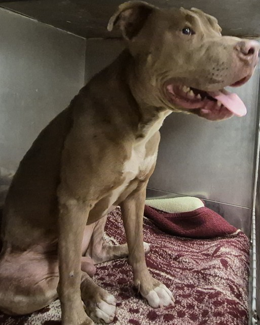 Arturo, a Bullmastiff, available for adoption
