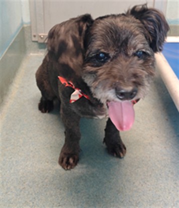 Rosco, a Schnauzer, available for adoption