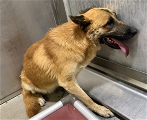 Max, a German Shepherd, available for adoption