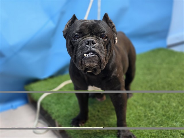 A5802977, a American Staffordshire Terrier, available for adoption