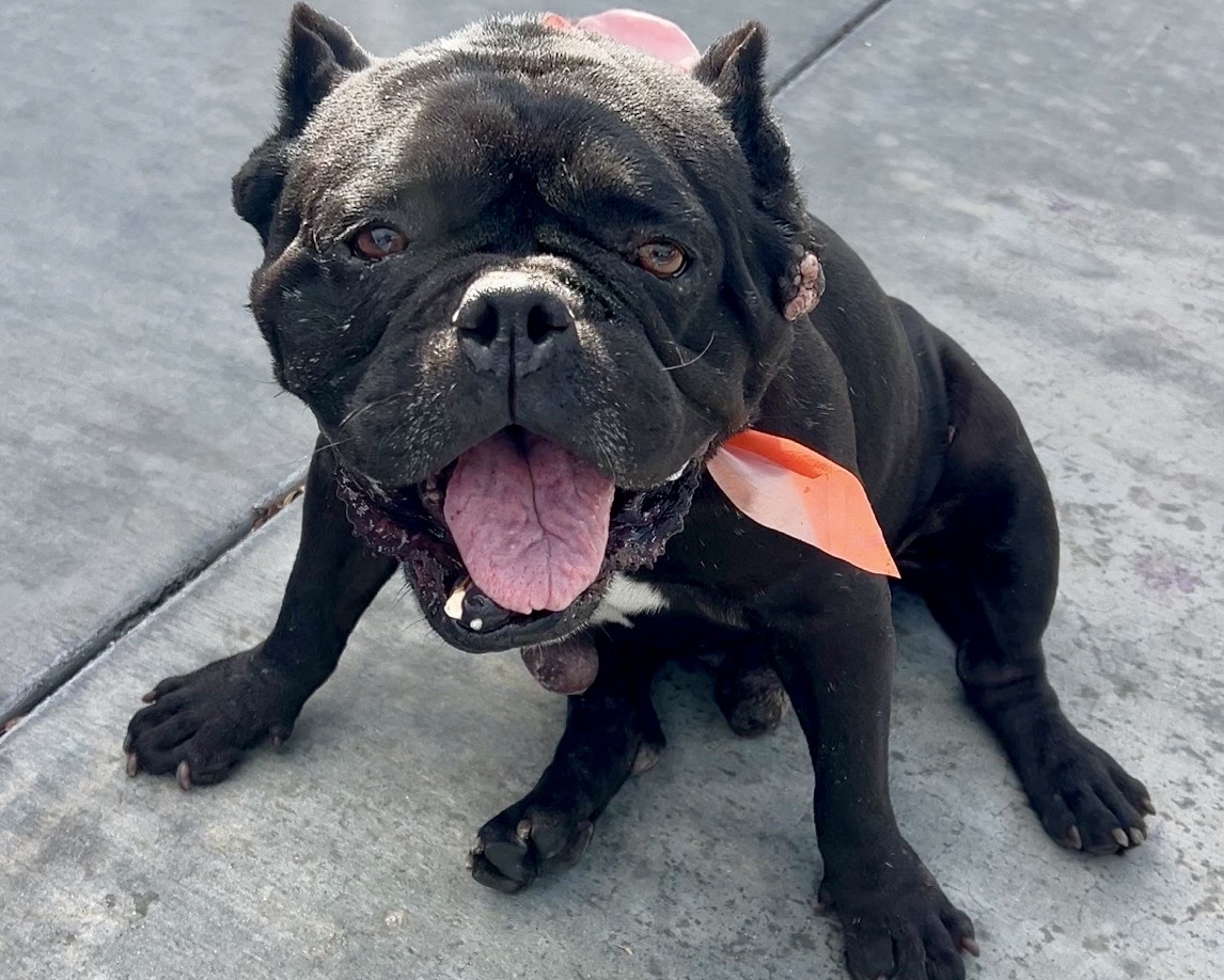 Onyx, a American Staffordshire Terrier, available for adoption