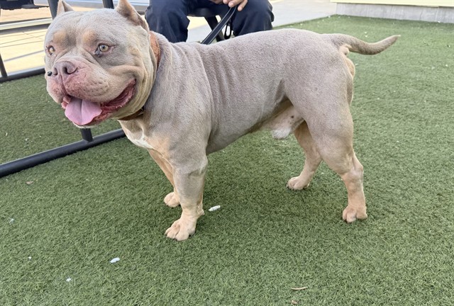 Santino, a American Bulldog, available for adoption