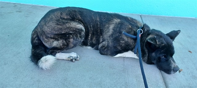 Rumi, a Akita, available for adoption