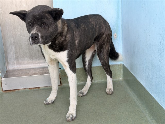 Rumi, a Akita, available for adoption