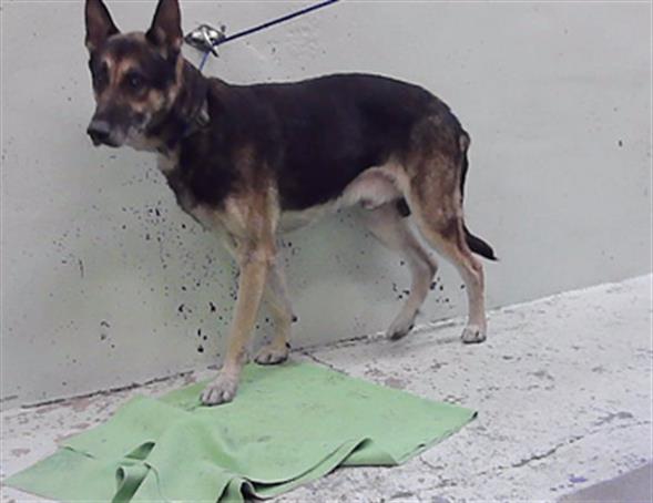 A2100987, a German Shepherd (mix breed), available for adoption