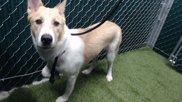 Samba, a Siberian Husky, available for adoption