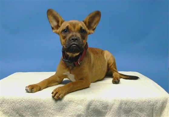 A5805431, a French Bulldog, available for adoption