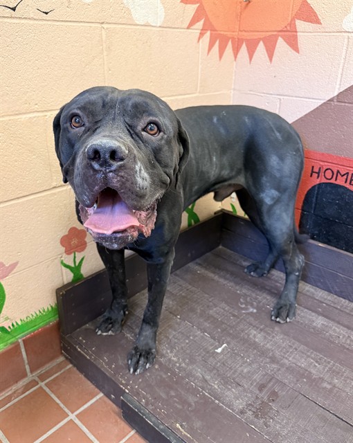 Hopper, a Mastiff, available for adoption