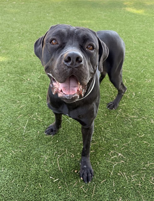 Hopper, a Mastiff, available for adoption