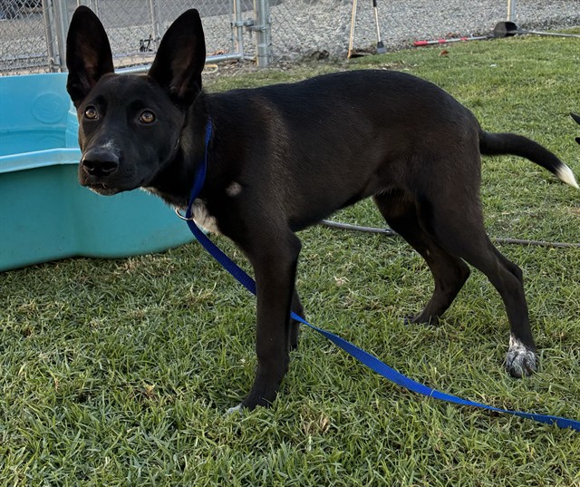 Ada, a Shepherd (mix breed), available for adoption