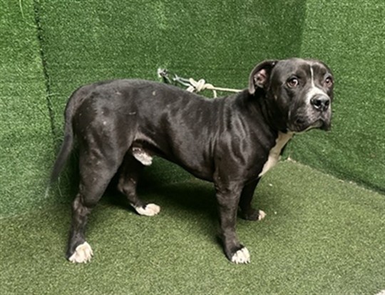 Wiggles, a Pit Bull Terrier, available for adoption
