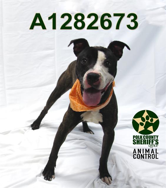 Venom, a American Bulldog (mix breed), available for adoption