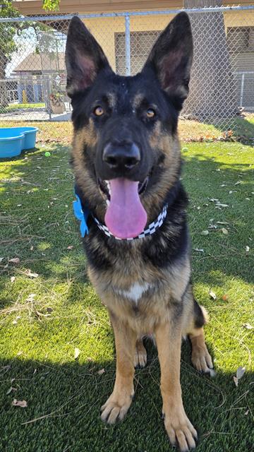 Shiloh, a German Shepherd, available for adoption
