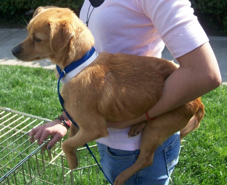 Other Photos of thie Dog