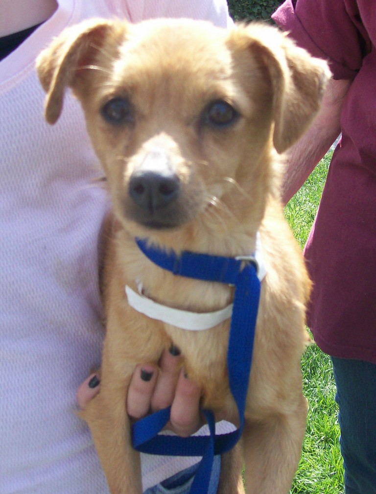 Other Photos of thie Dog