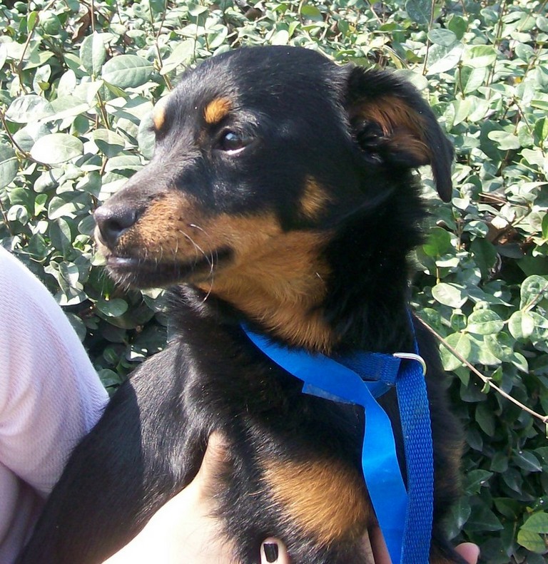 Other Photos of thie Dog