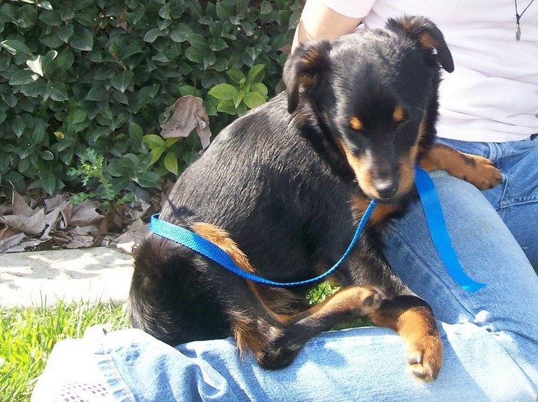 Other Photos of thie Dog
