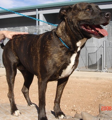 Other Photos of thie Dog