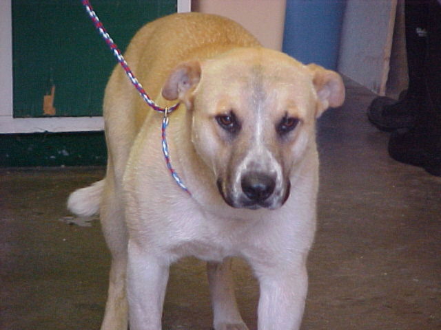 Main Photo of this Dog