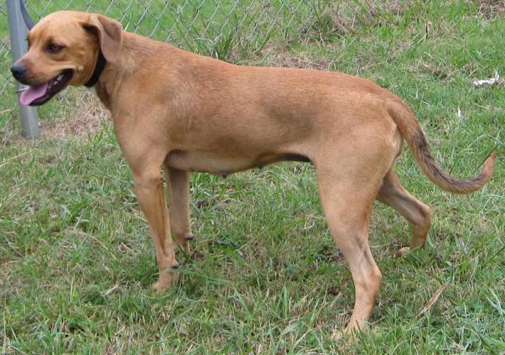 Other Photos of thie Dog