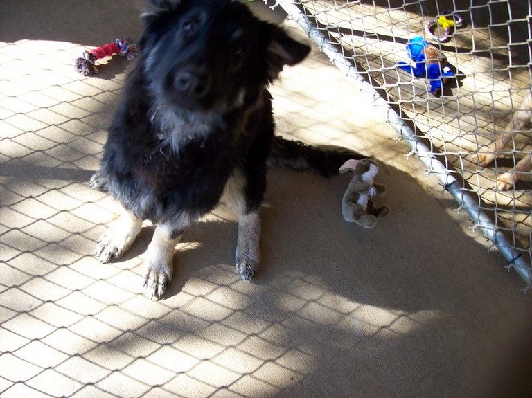 Other Photos of thie Dog