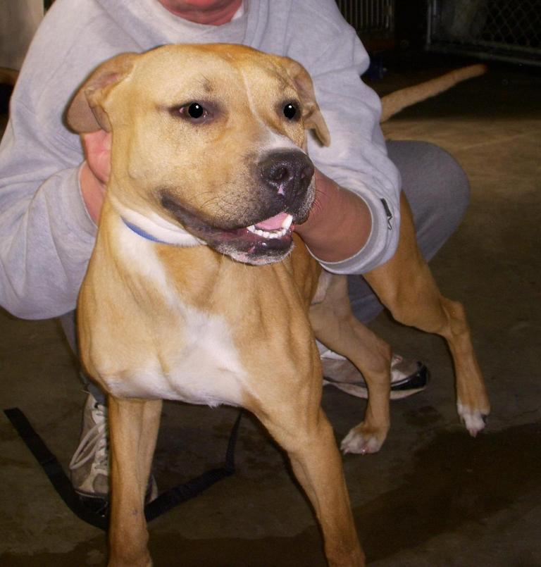 Other Photos of thie Dog