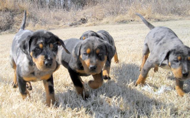 Other Photos of thie Dog