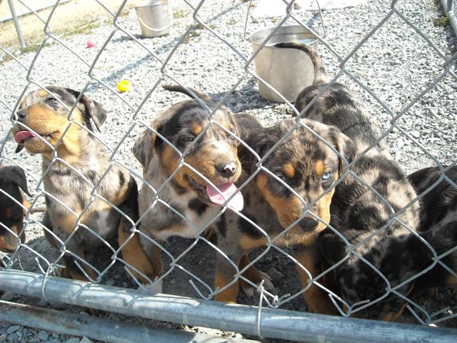 Other Photos of thie Dog